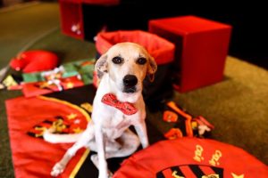 Colher de pau - Sport