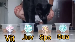 Sport de olho no Gato